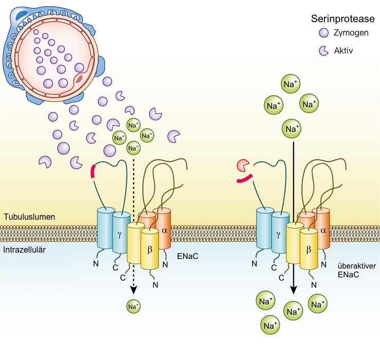 Ödementstehung beim nephrotischen Syndrom